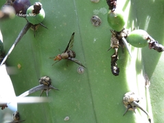 Diacrita costalis