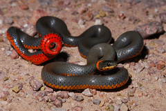 Diadophis punctatus regalis