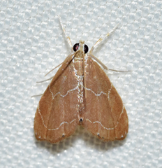 Glaphyria peremptalis