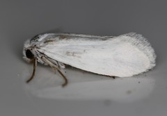 Tegeticula yuccasella