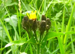 Picris japonica kamtschatica