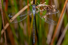 Austroargiolestes alpinus
