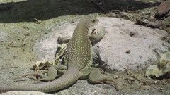 Aspidoscelis motaguae