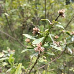 Baccharis heterophylla