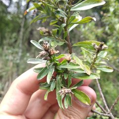 Baccharis heterophylla