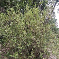 Baccharis heterophylla