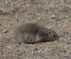 Piute Ground Squirrel photo 3