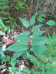 Endodeca serpentaria