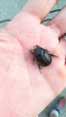 Pentodon bidens punctatus