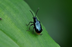 Lema concinnipennis