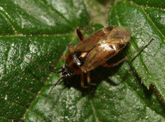 Harpocera thoracica
