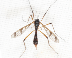 Ptychoptera quadrifasciata