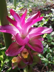 Curcuma aromatica