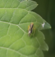 Evacanthus ustanucha