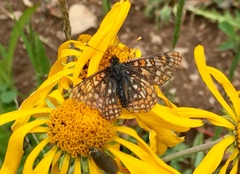Euphydryas anicia brucei