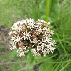 Psacalium silphiifolium