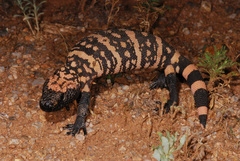 Heloderma suspectum suspectum