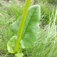 Psacalium silphiifolium