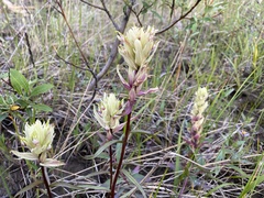 Castilleja pallida caudata