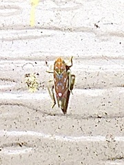 Erythroneura rubra