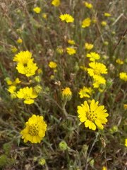 Hemizonia congesta lutescens