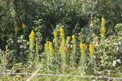 Solidago elongata