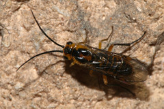 Euura tibialis