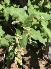 Koenigia phytolaccifolia