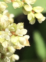 Koenigia phytolaccifolia