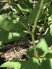 Koenigia phytolaccifolia