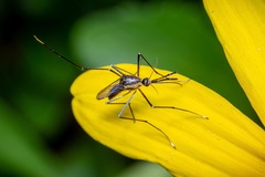 Toxorhynchites rutilus septentrionalis