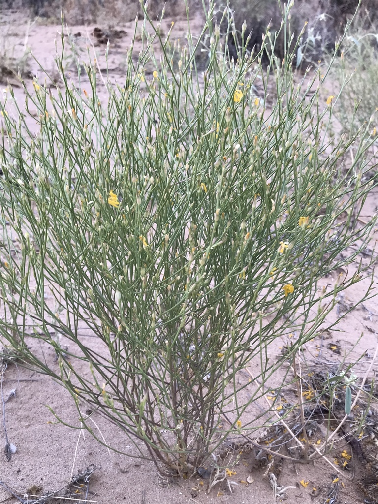 bristle flax