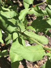 Koenigia phytolaccifolia