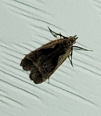 Dichomeris bilobella