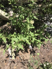 Koenigia phytolaccifolia