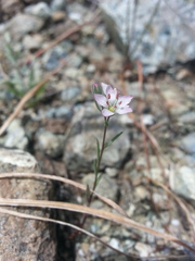 Hesperolinon congestum