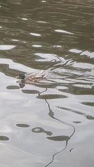 Anas platyrhynchos