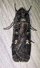 Actebia fennica