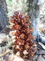 Kopsiopsis strobilacea
