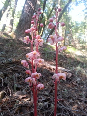 Pyrola aphylla