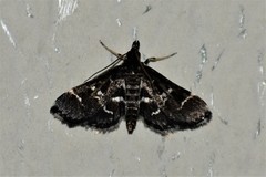 Diasemiodes janassialis