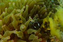 Ancylomenes holthuisi