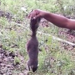 Sciurus nayaritensis