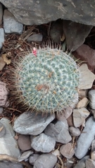 Mammillaria dixanthocentron