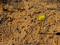 Zephyranthes longifolia
