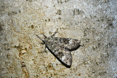 Anaplectoides prasina