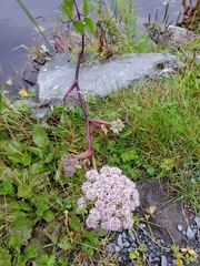 Angelica genuflexa