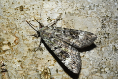 Anaplectoides prasina
