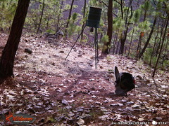 Meleagris gallopavo mexicana