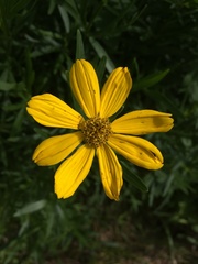 Coreopsis palmata